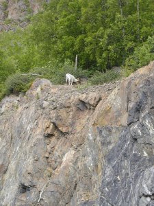 Goats and sheep grazing in the summer.