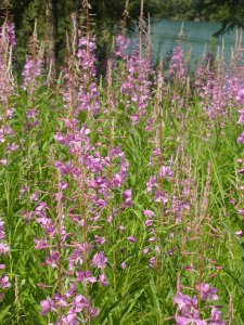 Fireweed in the fall.