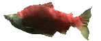 Red Salmon