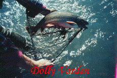 Dolly Varden over net.