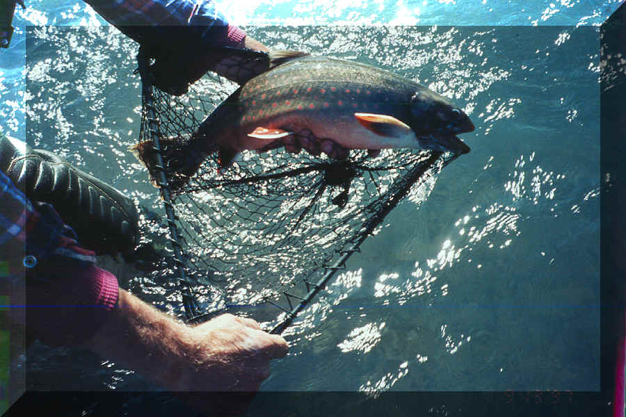 Dolly Varden