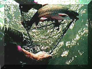 Dolly Varden