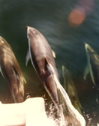 Dolphins