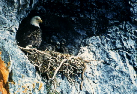 Eagle Nesting